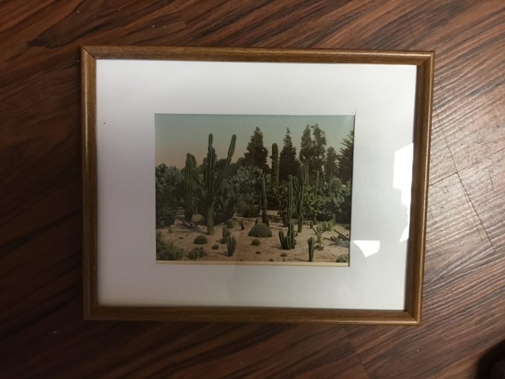 framed cactus print with white mat and wood frame